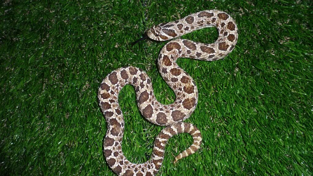 My snakes on Fake Grass Reptile Forums